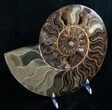 Beautiful Wide Split Ammonite Pair #5951-4